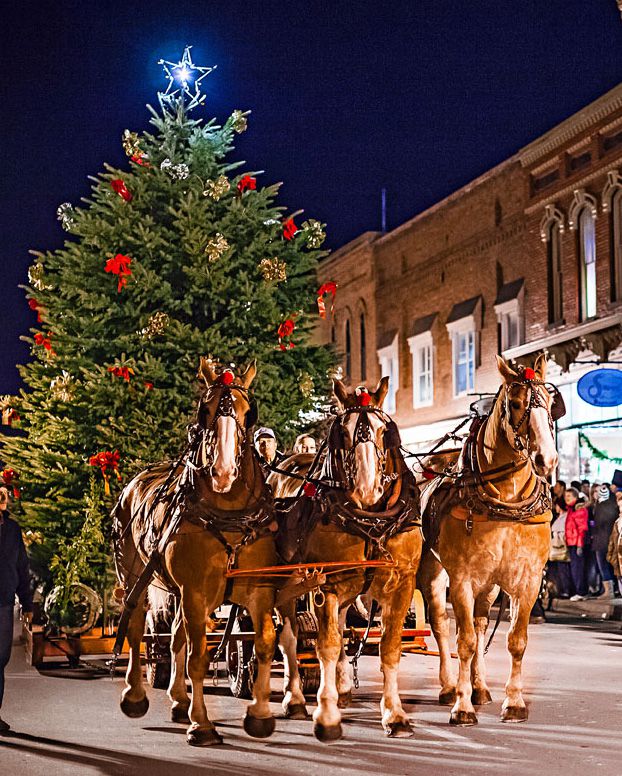 A team of horses delivers a towering Christmas tree.