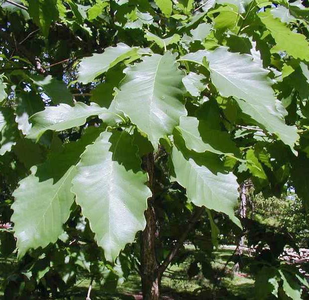 Chinkapin Oak