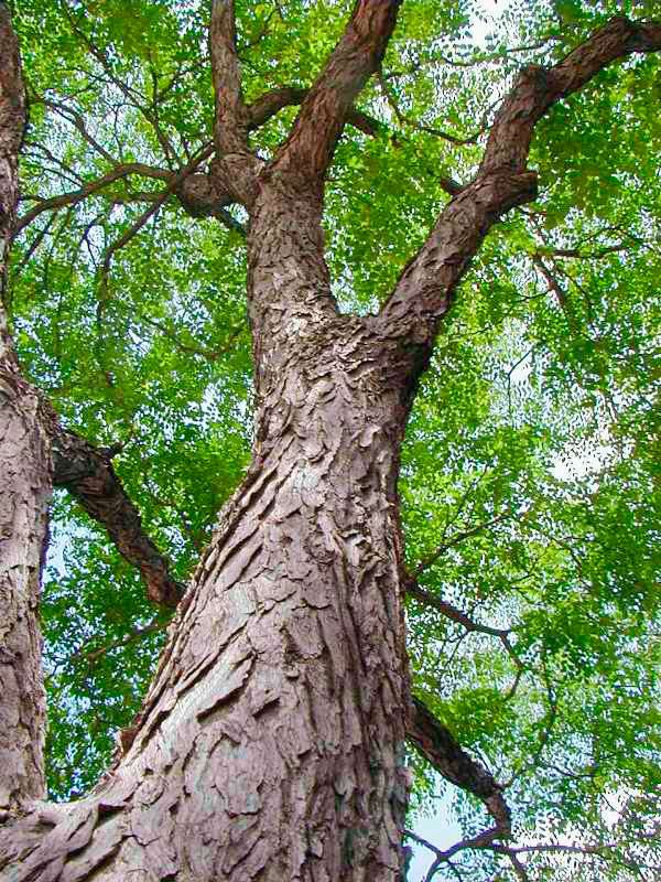 20 Tough Trees For Midwest Lawns Midwest Living,Banana Seeds