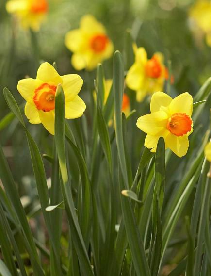 Top bulb pick: daffodiils