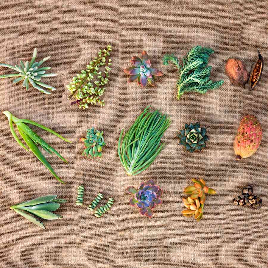 Succulent cuttings and seedpods