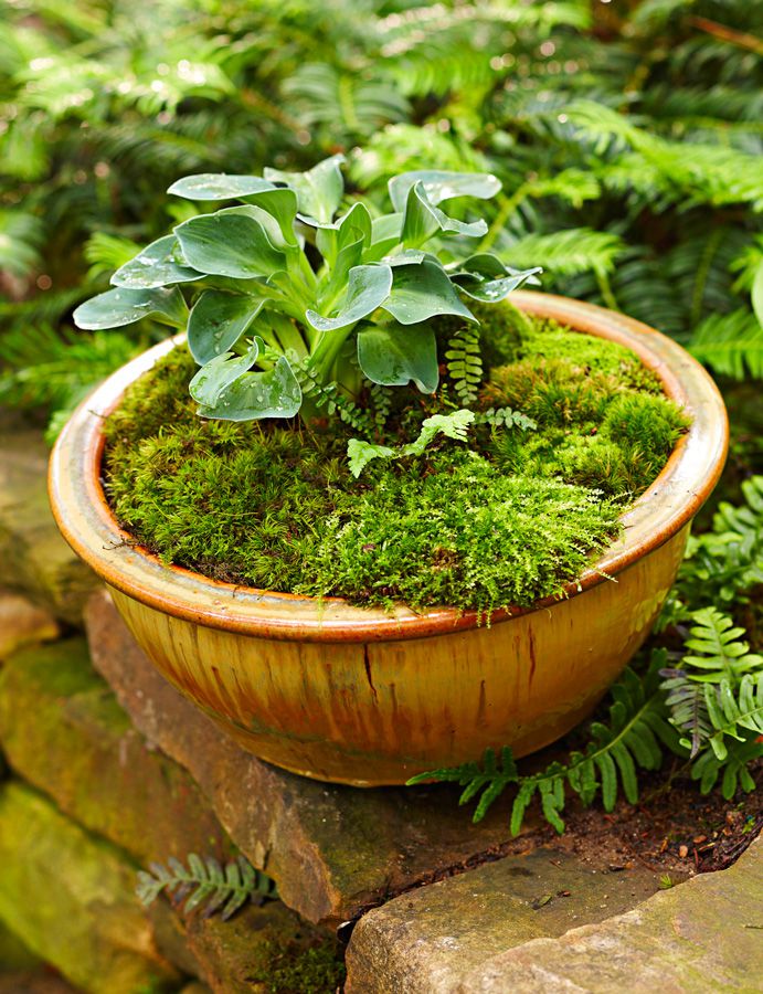 Moss bowl