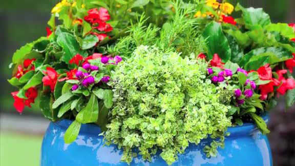 How To: Plant a Cottage Garden in a Pot