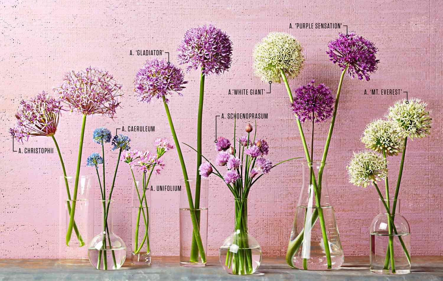 your guide to alliums | midwest living