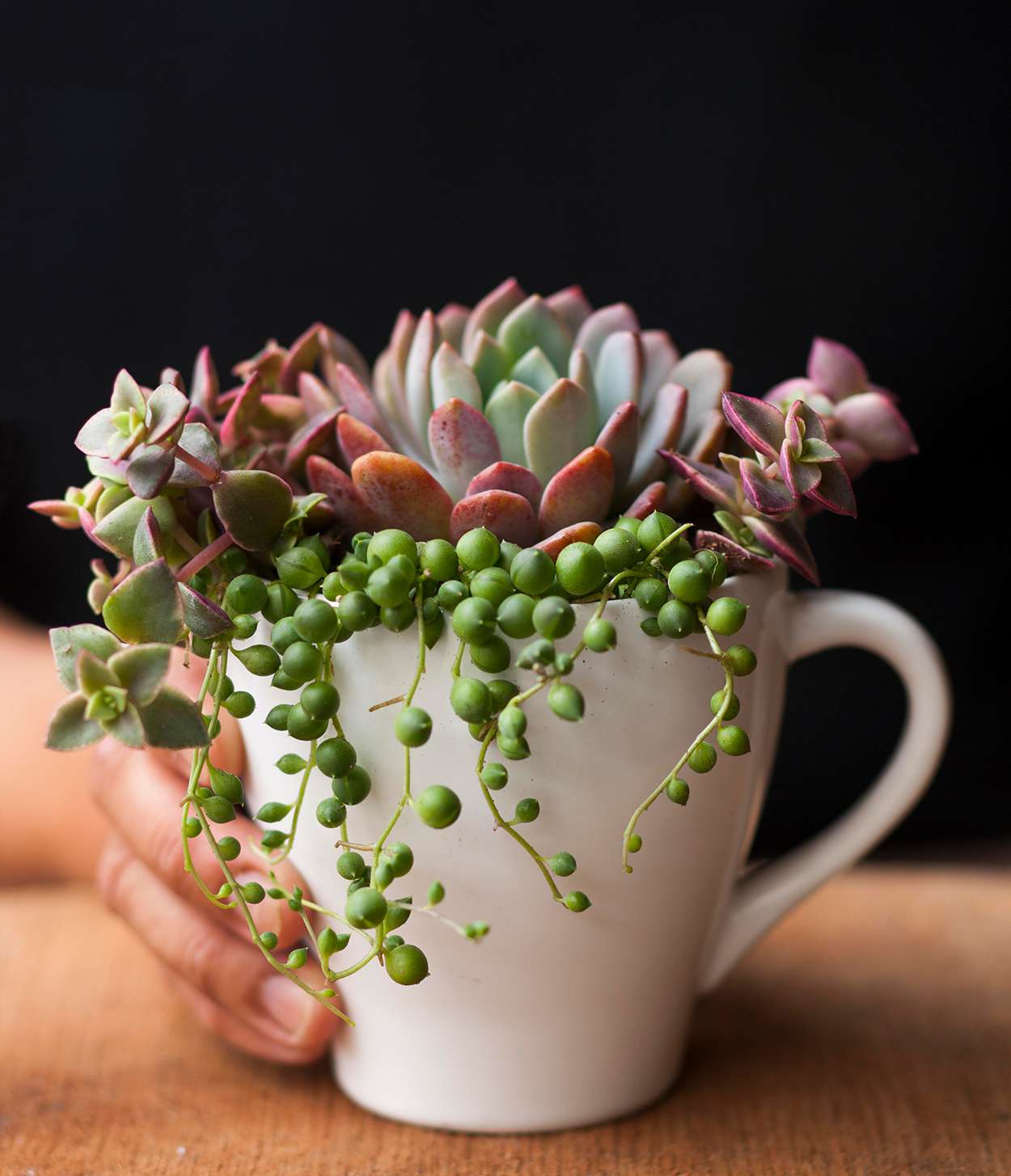 Cup of Succulents