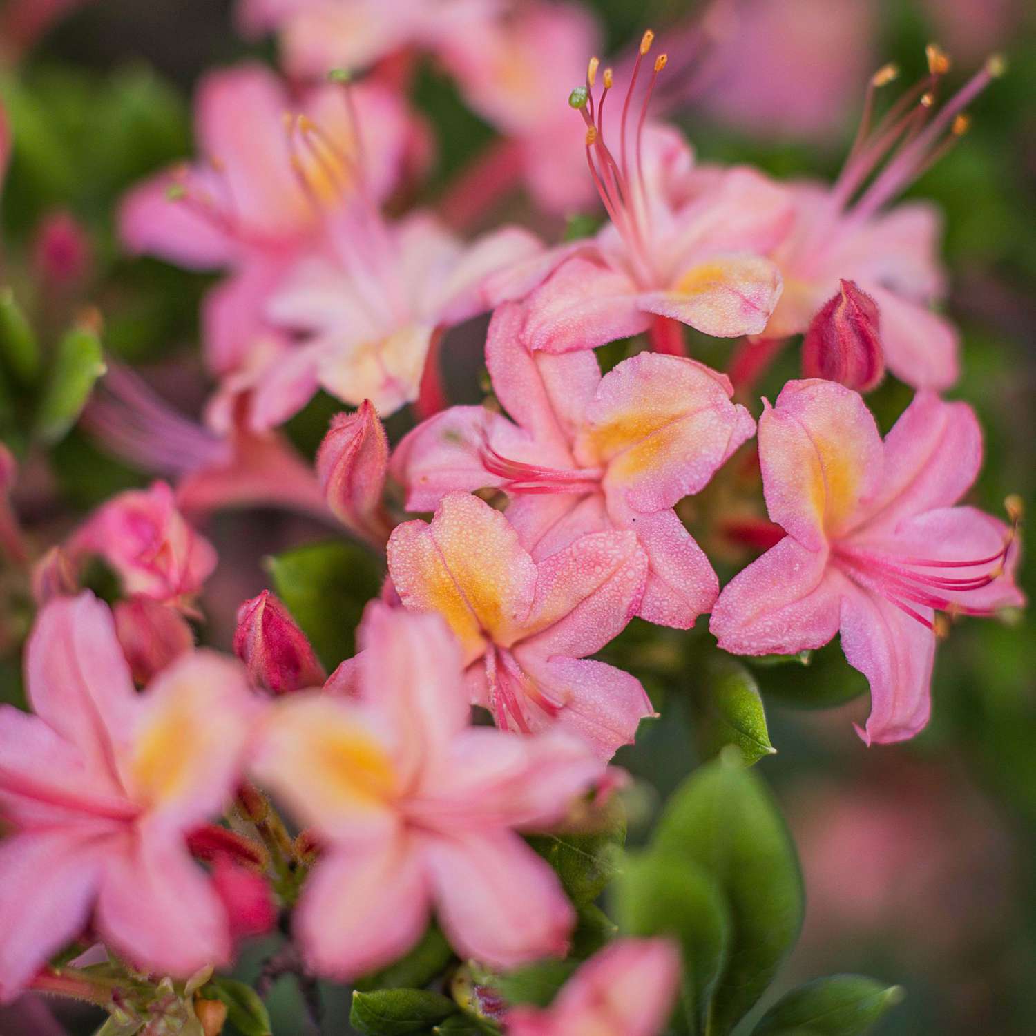 Pennsylvania Rhododendron