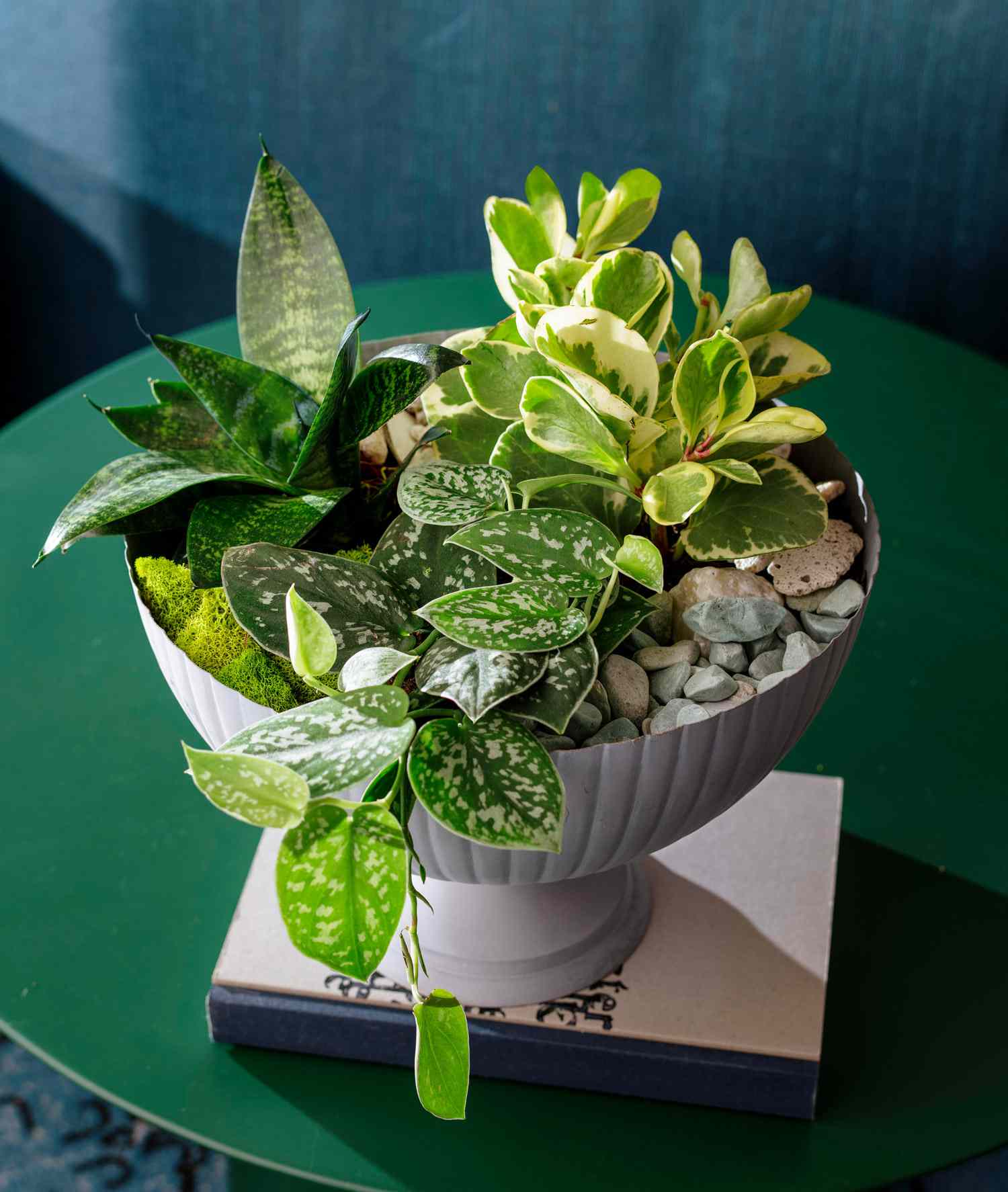 20 Super Easy Houseplants You'll Love   Midwest Living