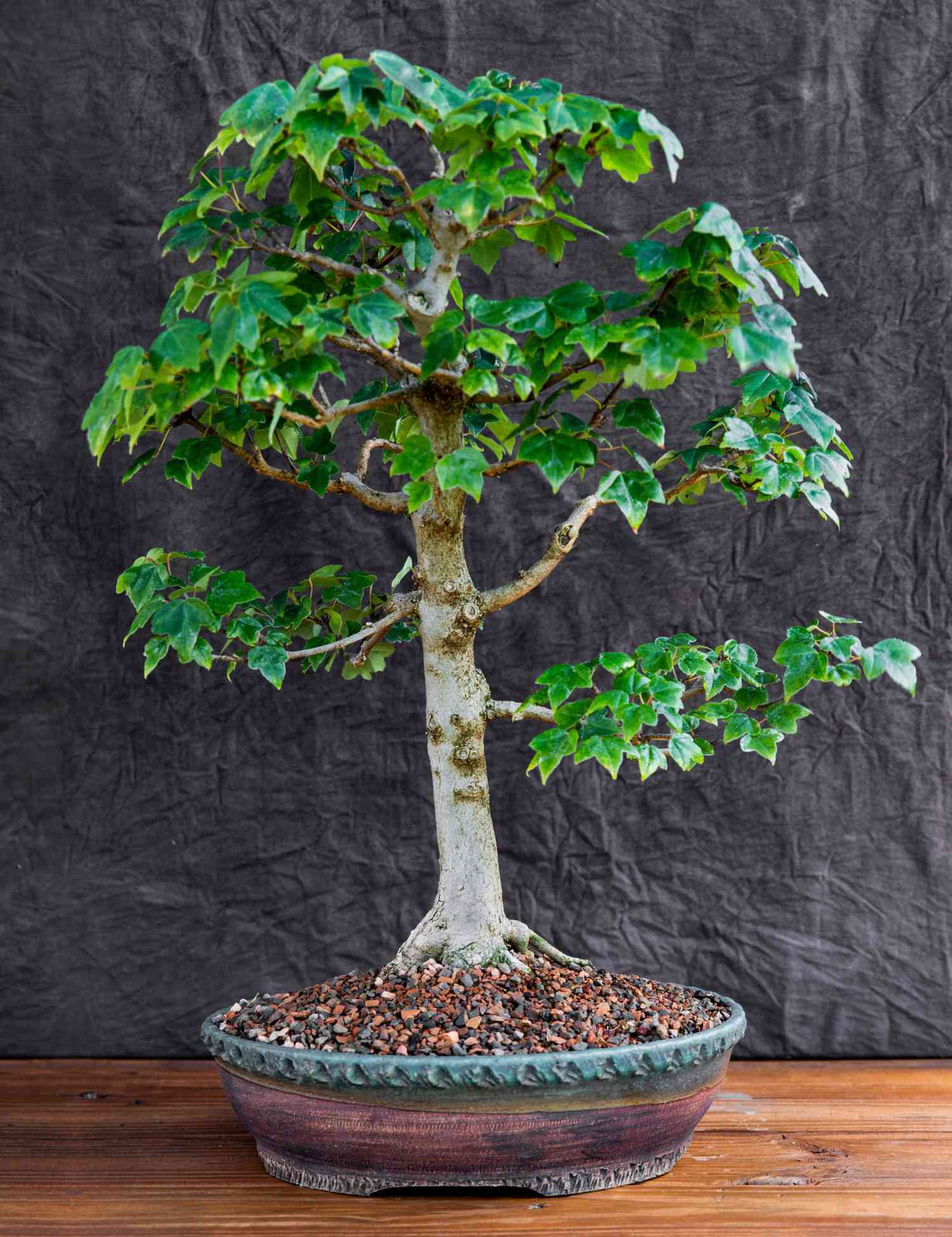 The Art of Growing Bonsai Trees   Midwest Living