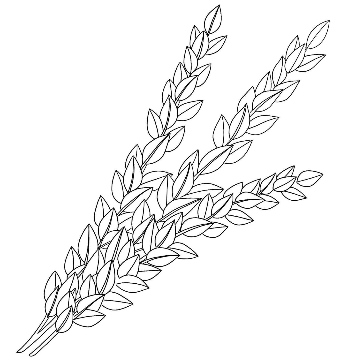 myrtle evergreen cutting illustration