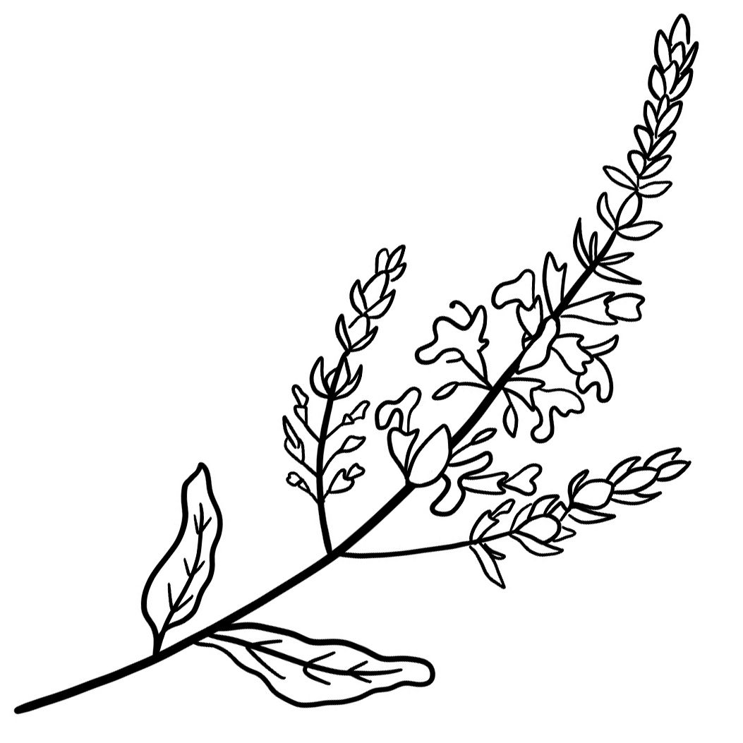 silver-gray russian sage evergreen illustration