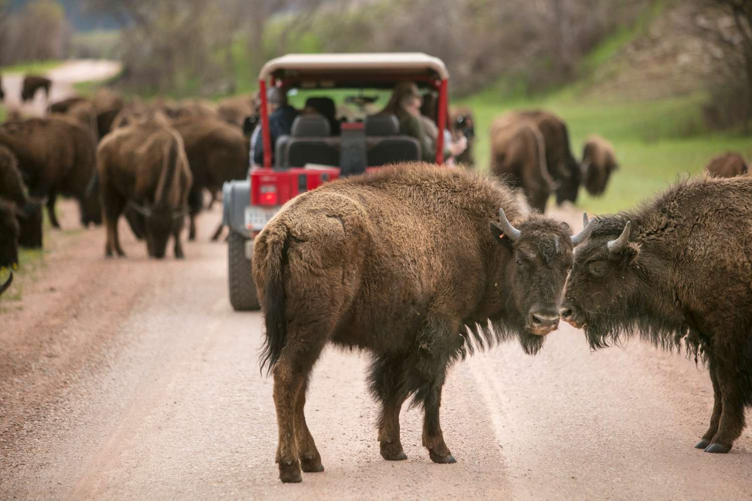 American bison on road at Custer State Park