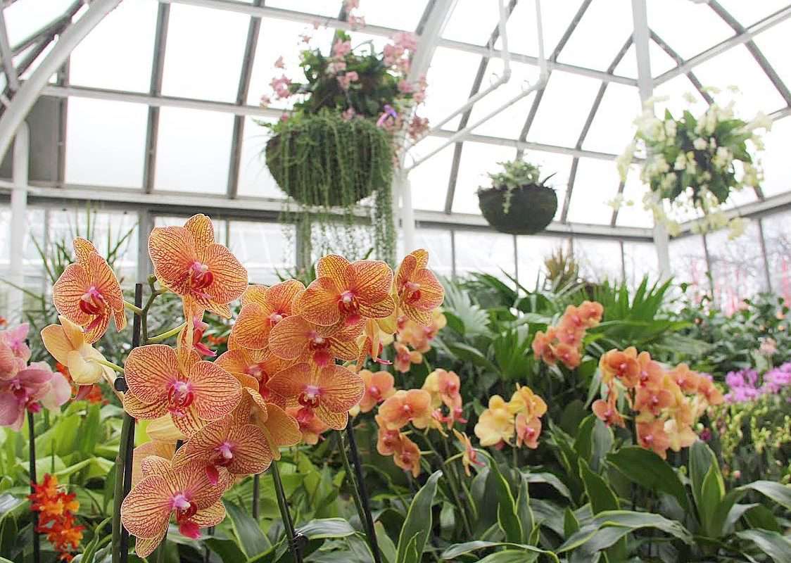 Franklin Park Conservatory Orchids