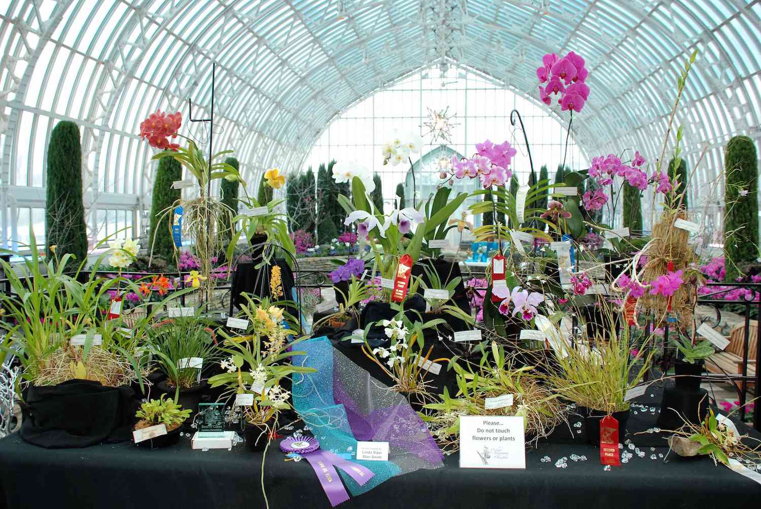 Winter Carnival Orchid Show, Como Park Conservatory