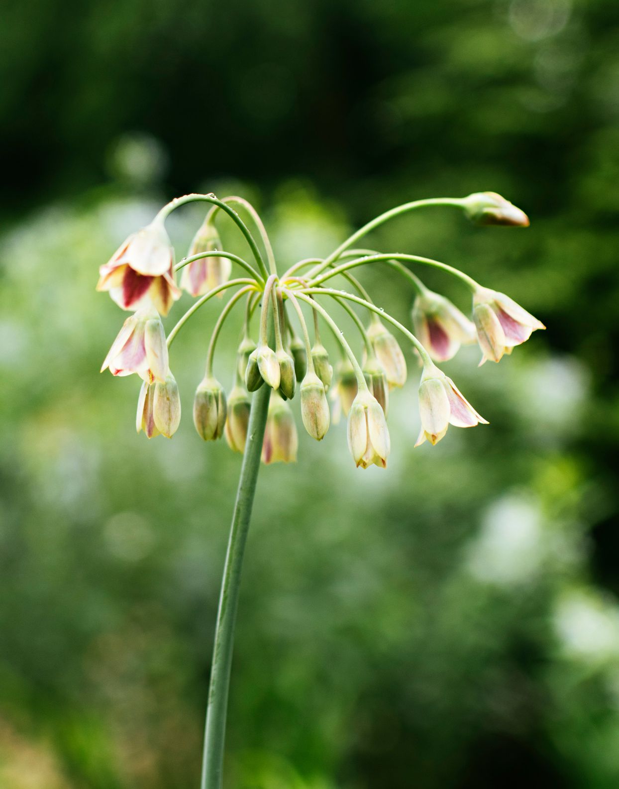 allium bulgaricum bell-shaped flowers