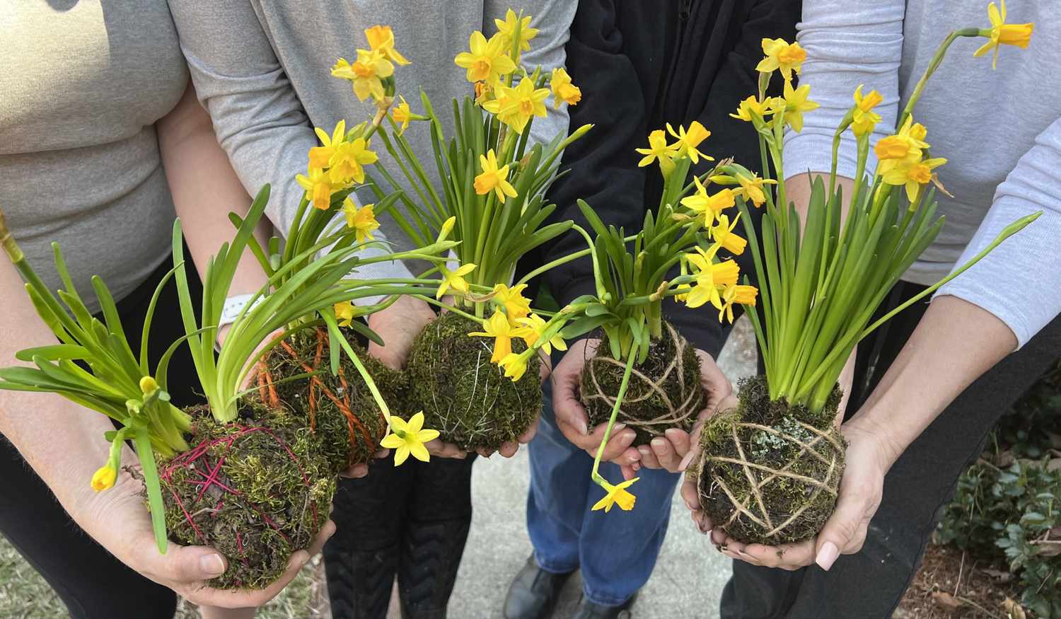 group project daffodil kokedama