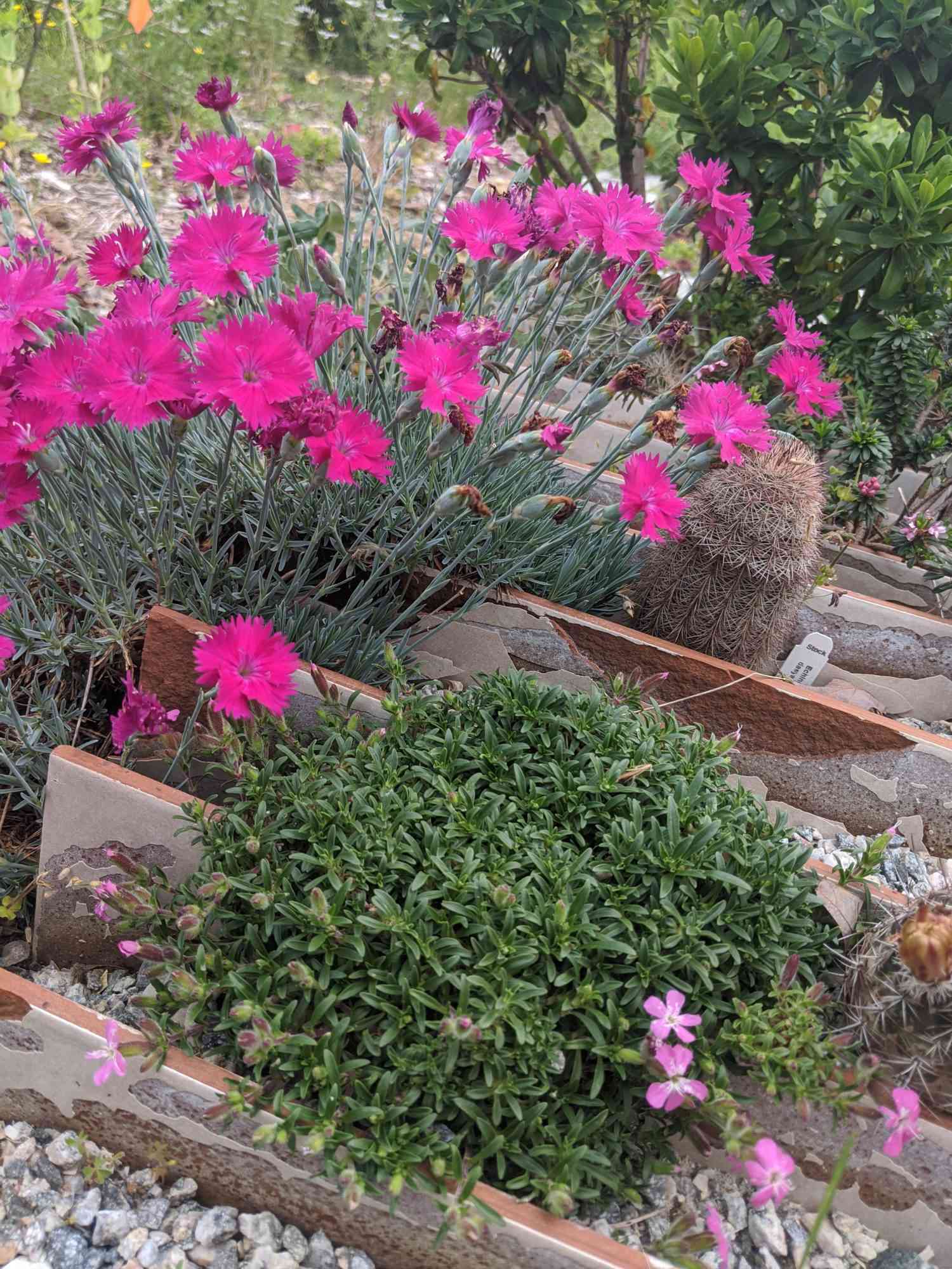 Alpine versions of dianthus create dense mounds of silver foliage with pink blooms