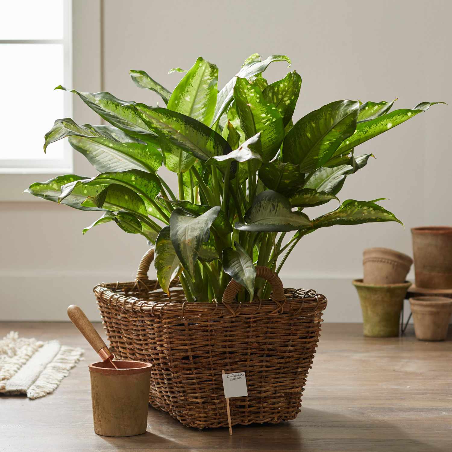 Close up of dieffenbachia in wicker basket at home