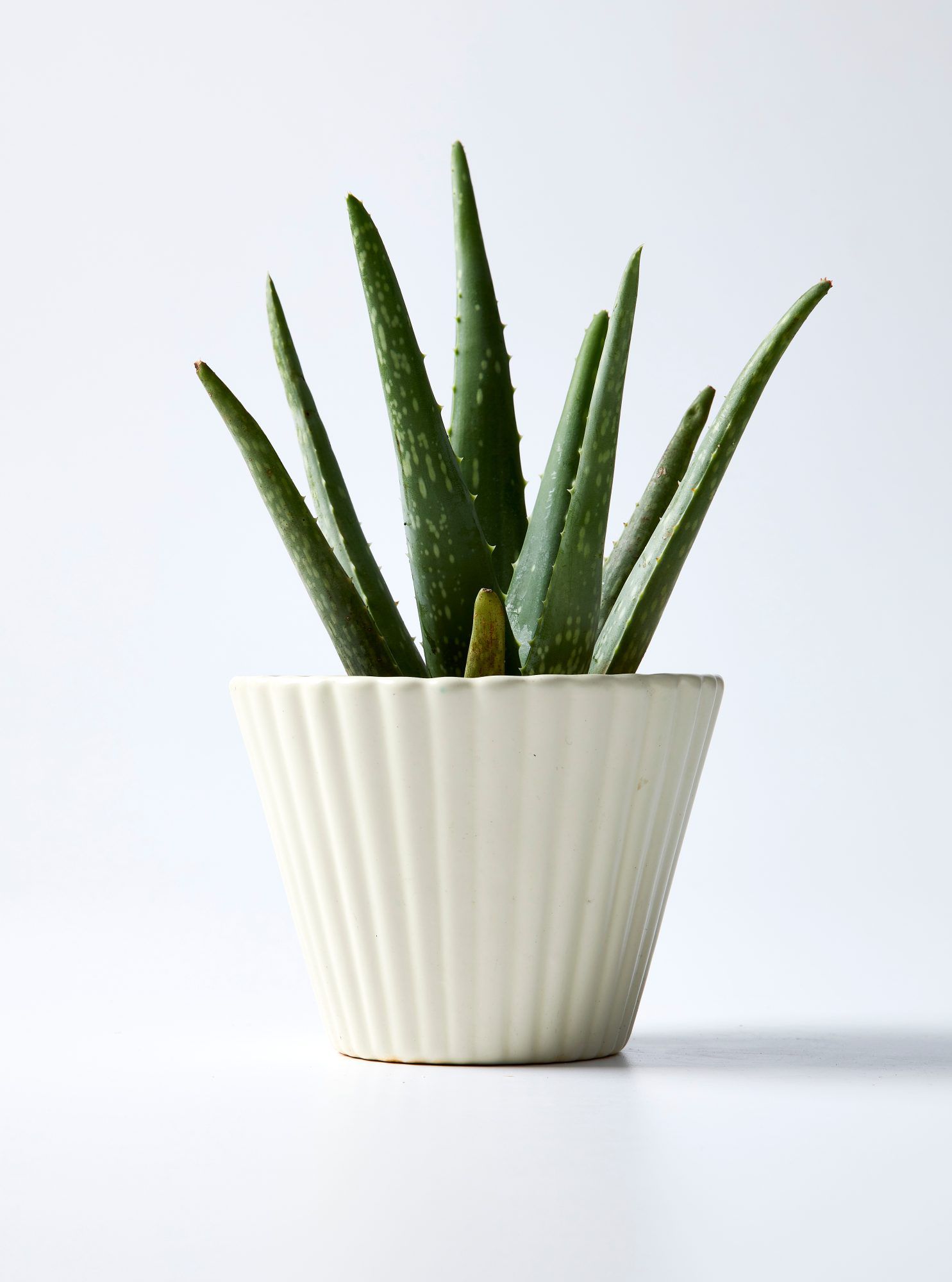 Aloe potted plant on white backdrop