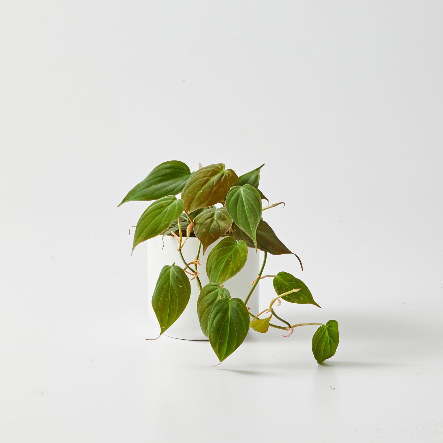 Velvet Leaf Philodendron