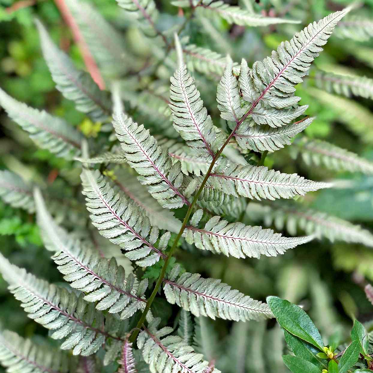 japanese painted fern pictum fronds