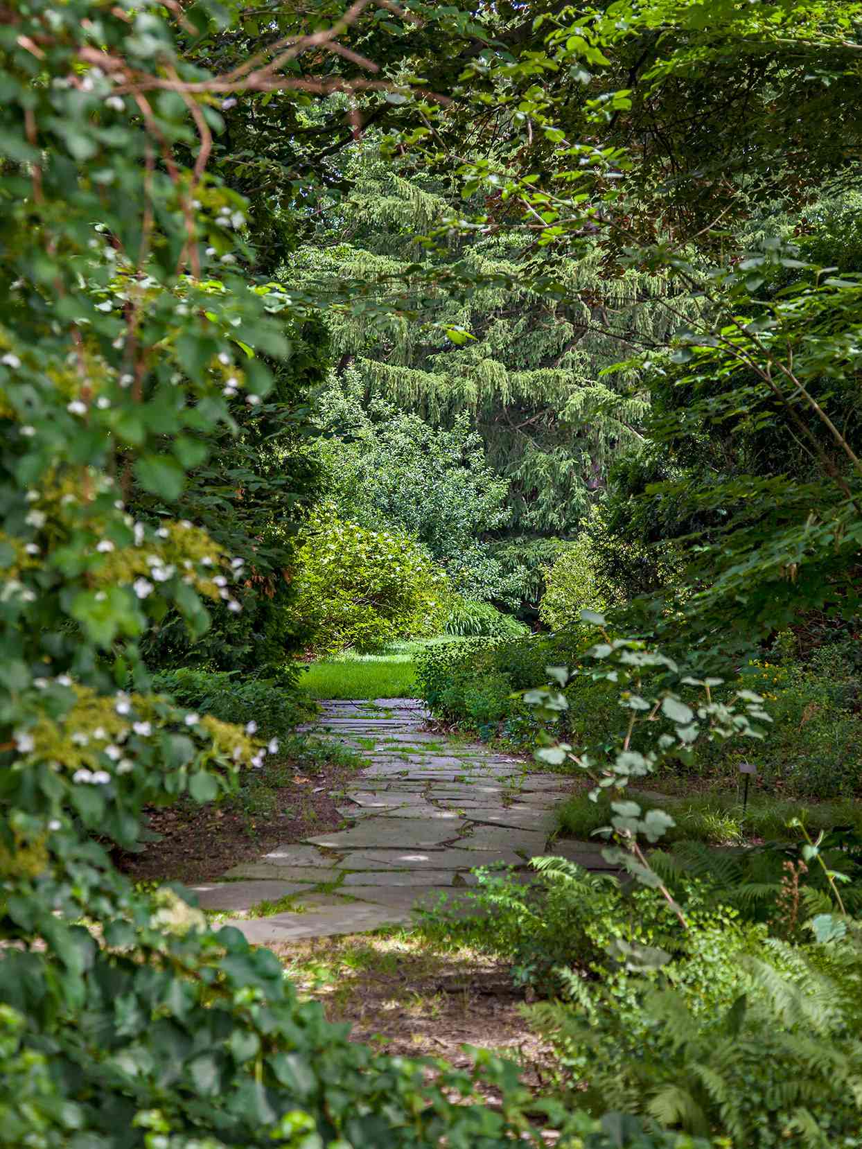 lilly house stone pathway trees shaded trail lush landsaping