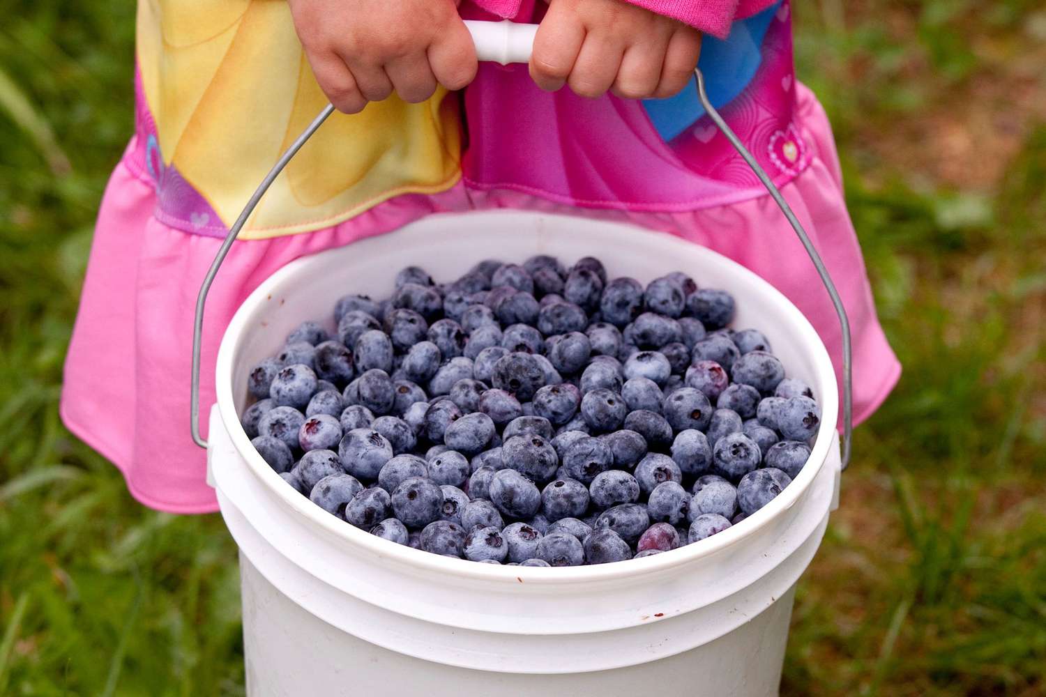 DeGrandchamp Farms blueberry picking