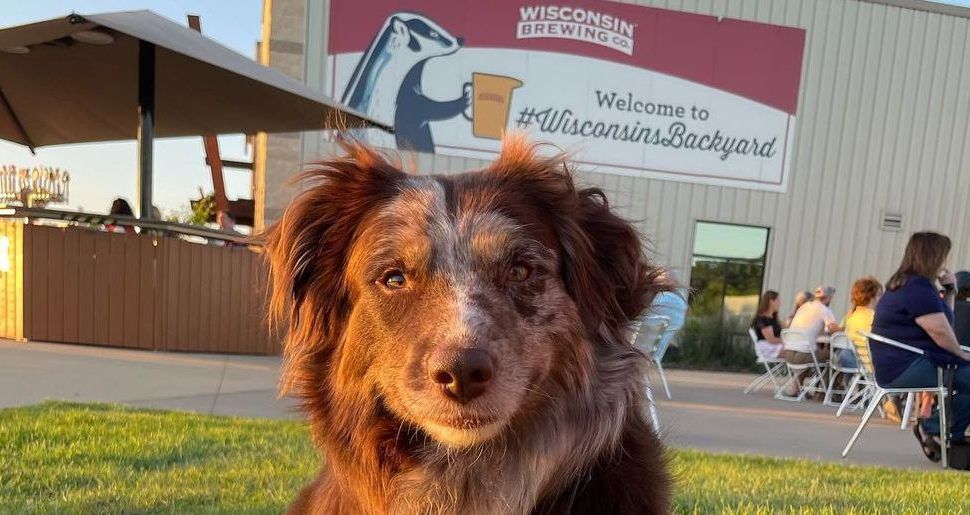 Dog on patio at Wisconsin Brewing Company