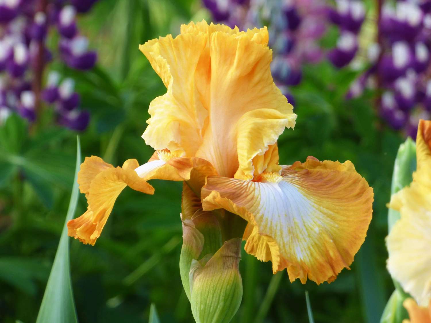 Bearded Iris (Iris × Germanica)