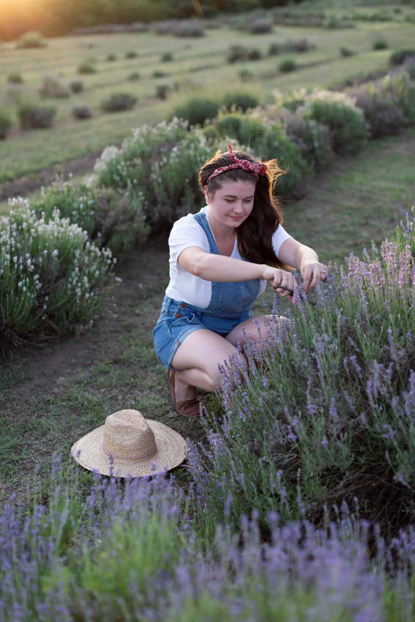 Young woman pruning fresh lavenders at Prairie Lavender Farm