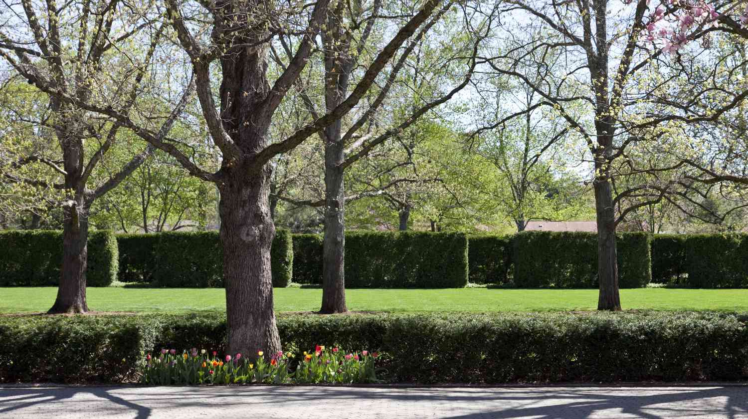 Privacy hedge at Miller House