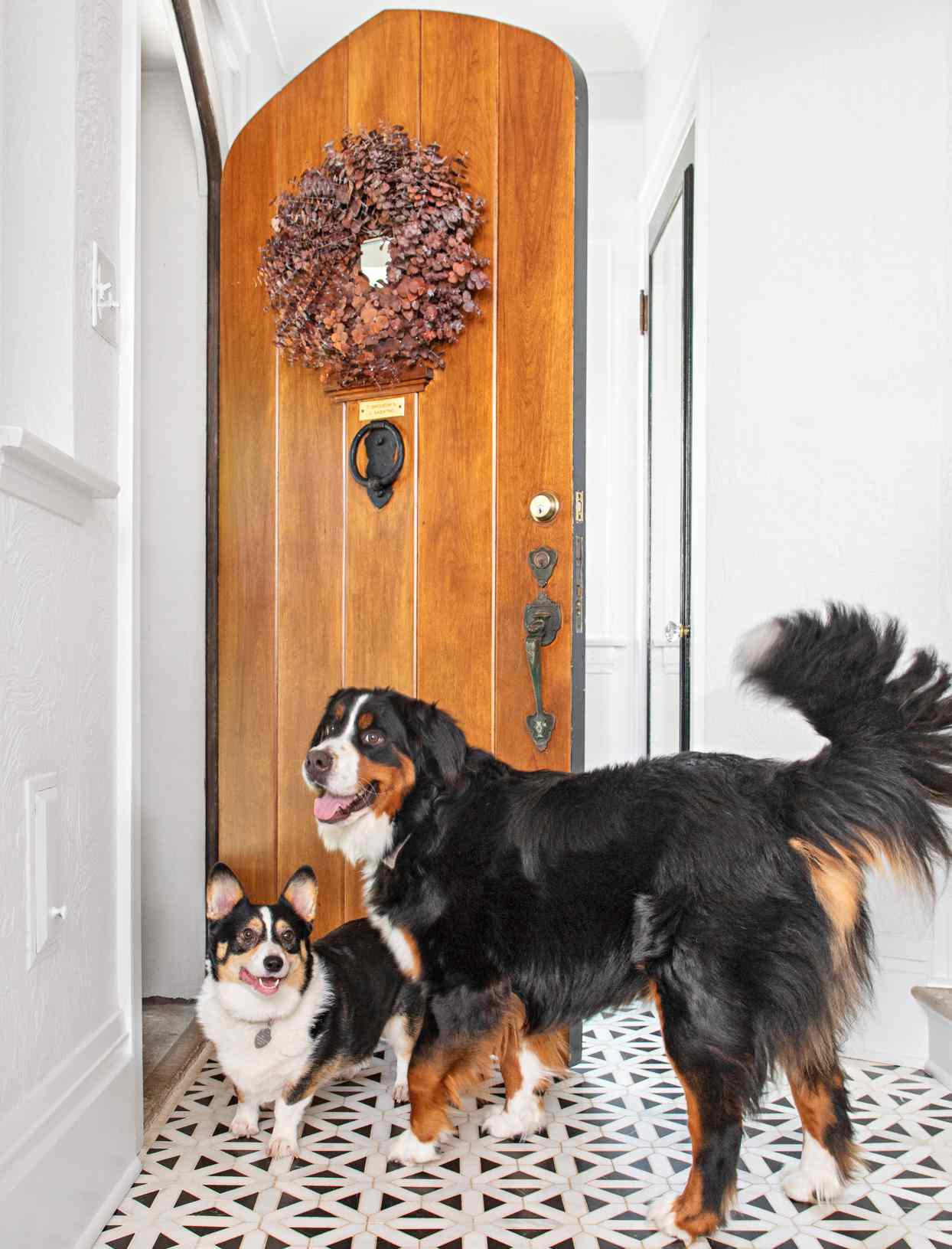 dogs standing at wooden door