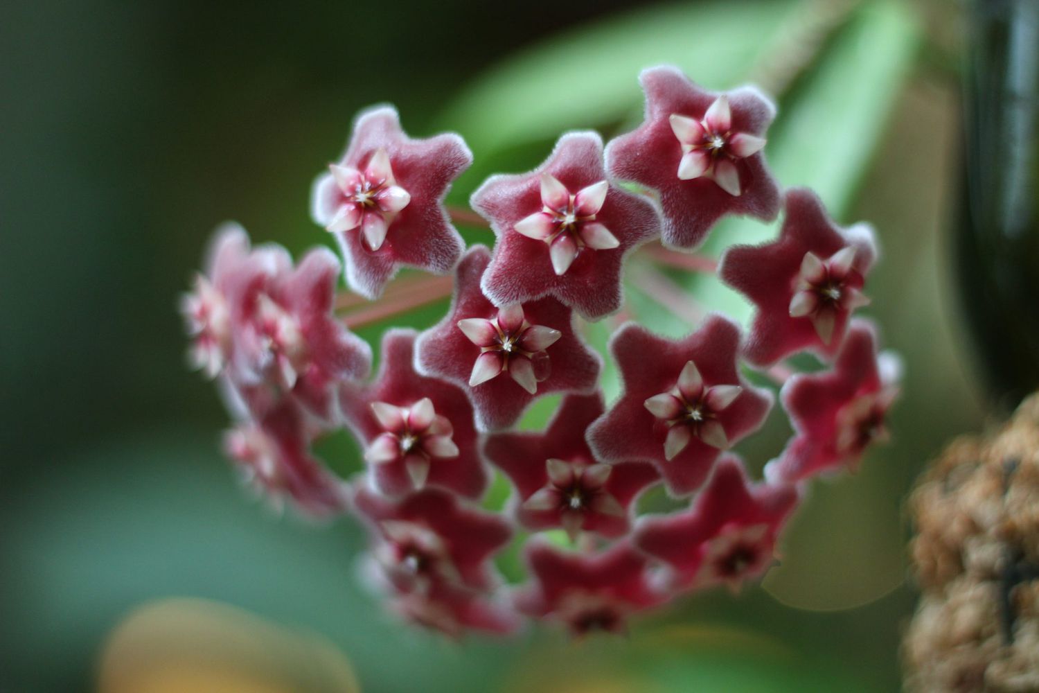 Hoya or wax plant