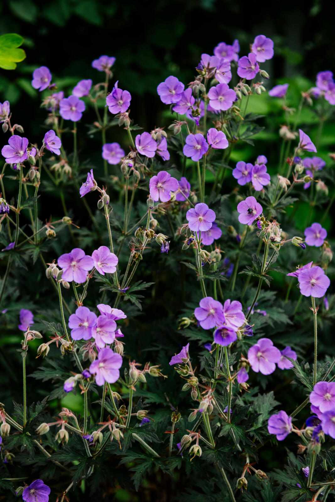 Cranesbill, also known as perennial geranium, forms small clumps and blooms from spring to fall. A few favorite varieties include ‘Rozanne’ in purple or ‘Biokova’ in blush pink.