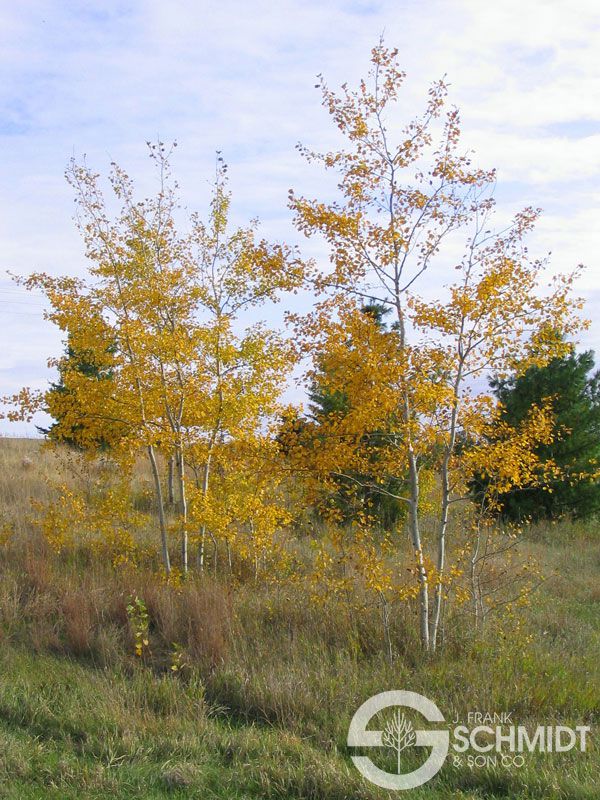 Prairie Gold Aspen (Populus tremuloides 'Prairie Gold')