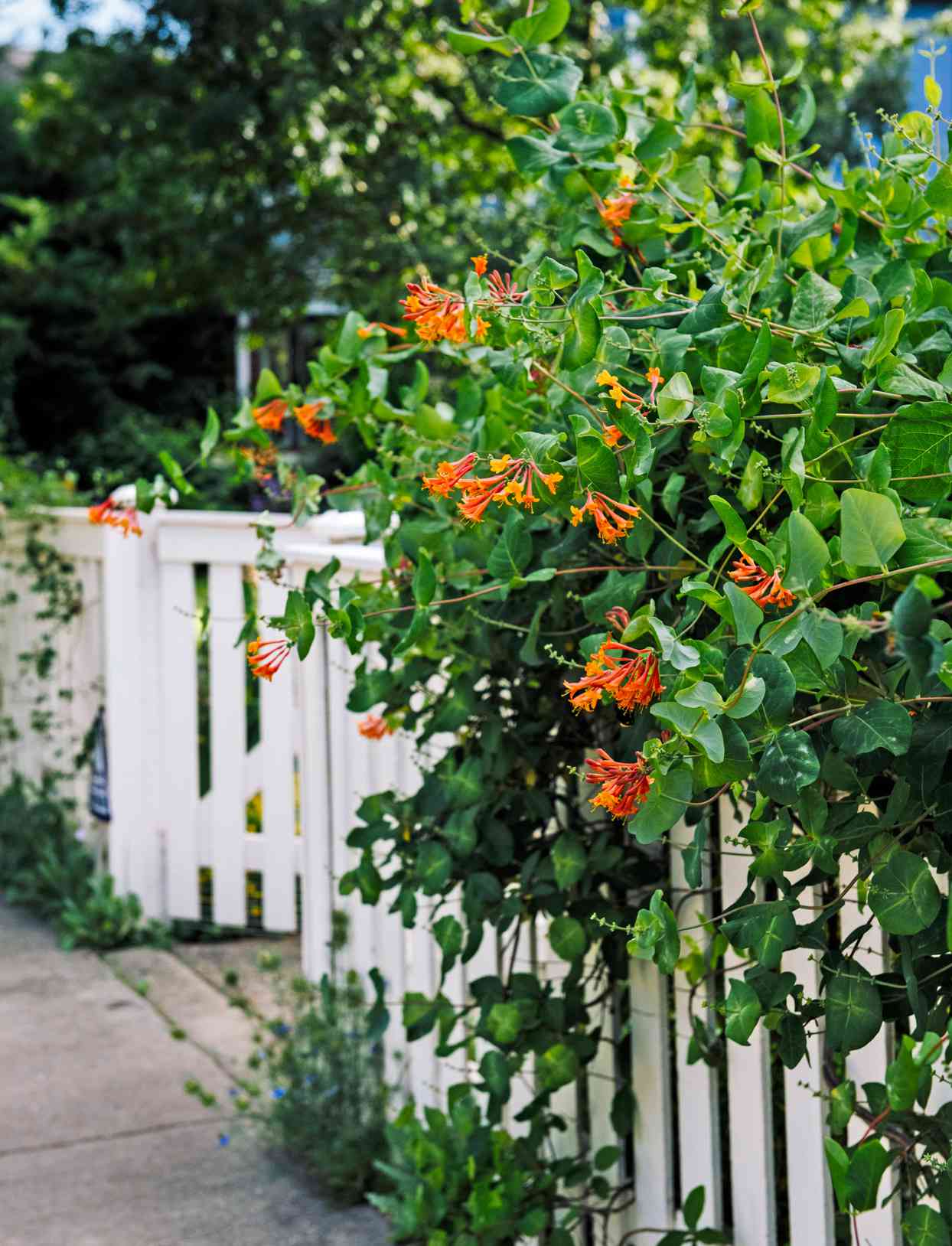 orange trumpet honeysuckle white fence