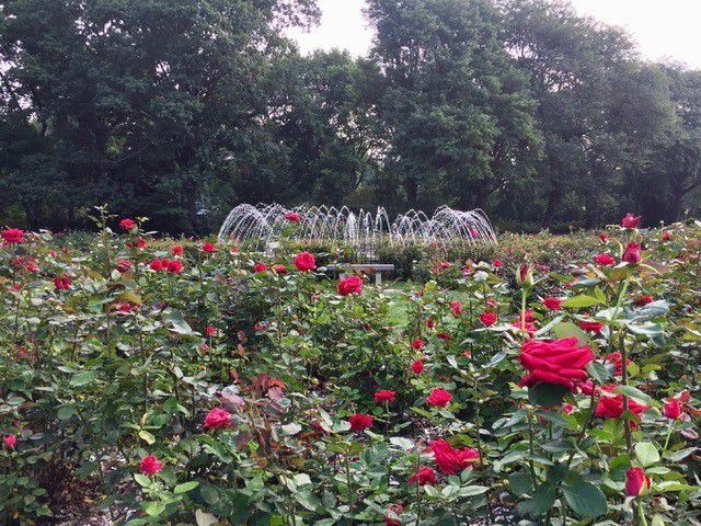 Columbus Park of Roses