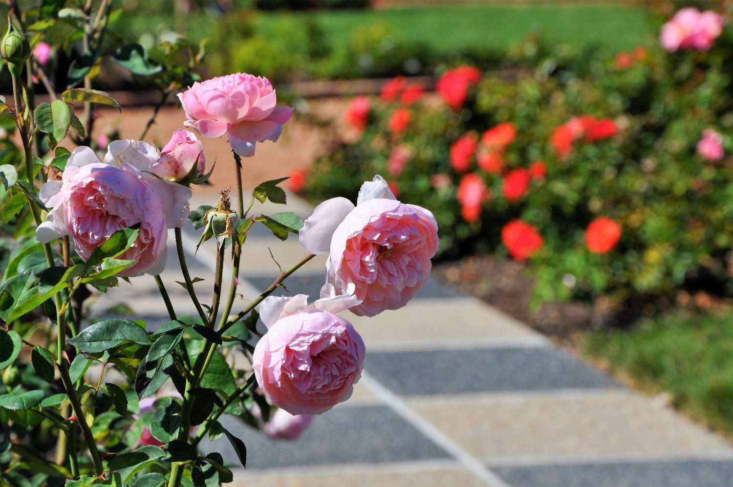 Cantigny Rose Garden