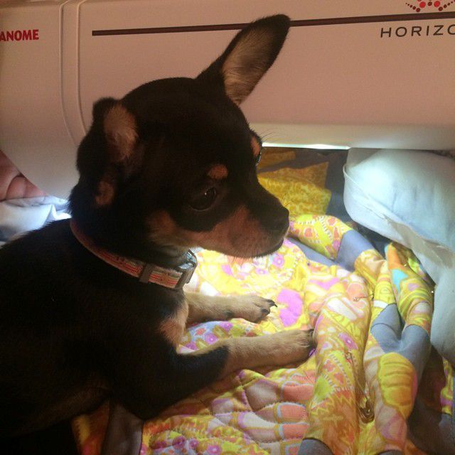 Dogs Who "Sew"