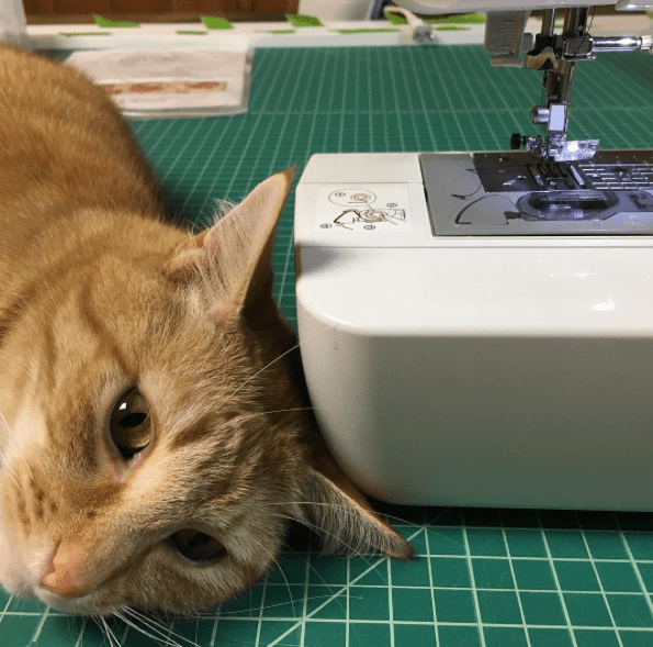 Cats Who "Sew"
