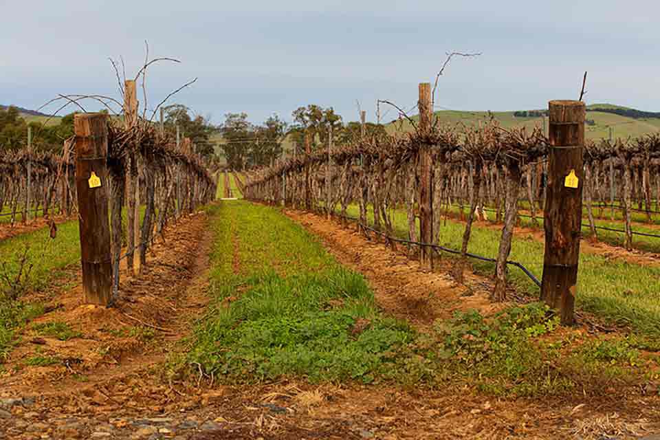 Vineyards of Australia