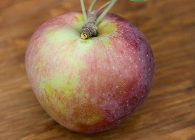 one macoun apple with stem attached