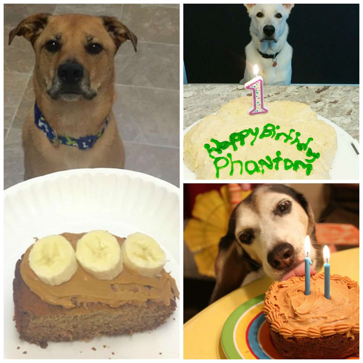 doggie birthday cake collage