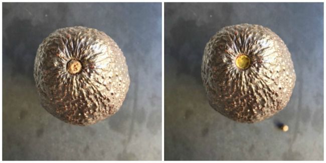 Avocado with and without the Stem Nub