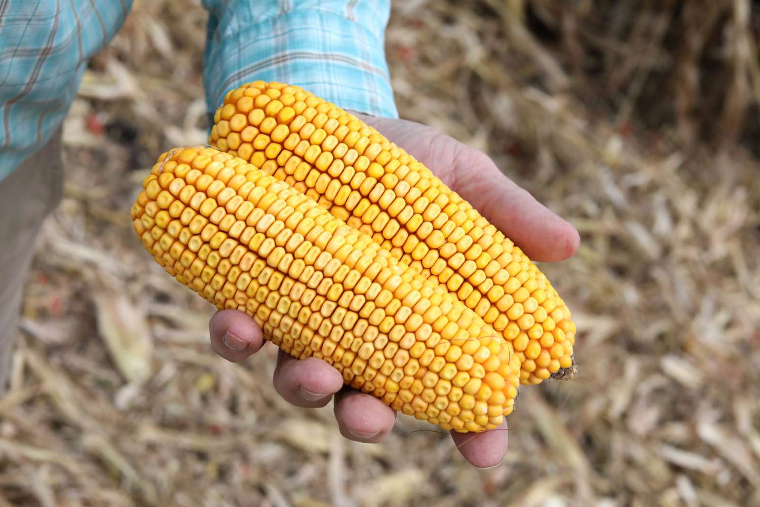 A farmer holds corn in Minnesota. Photographer: Emilie Richardson/Bloomberg