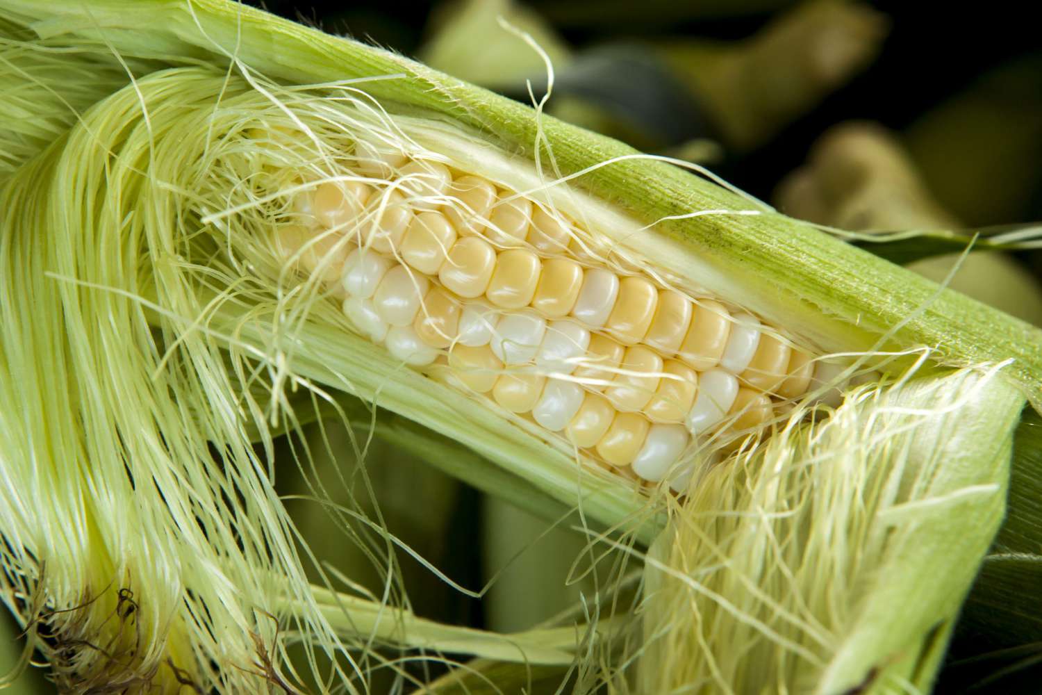 Ear of Fresh Corn