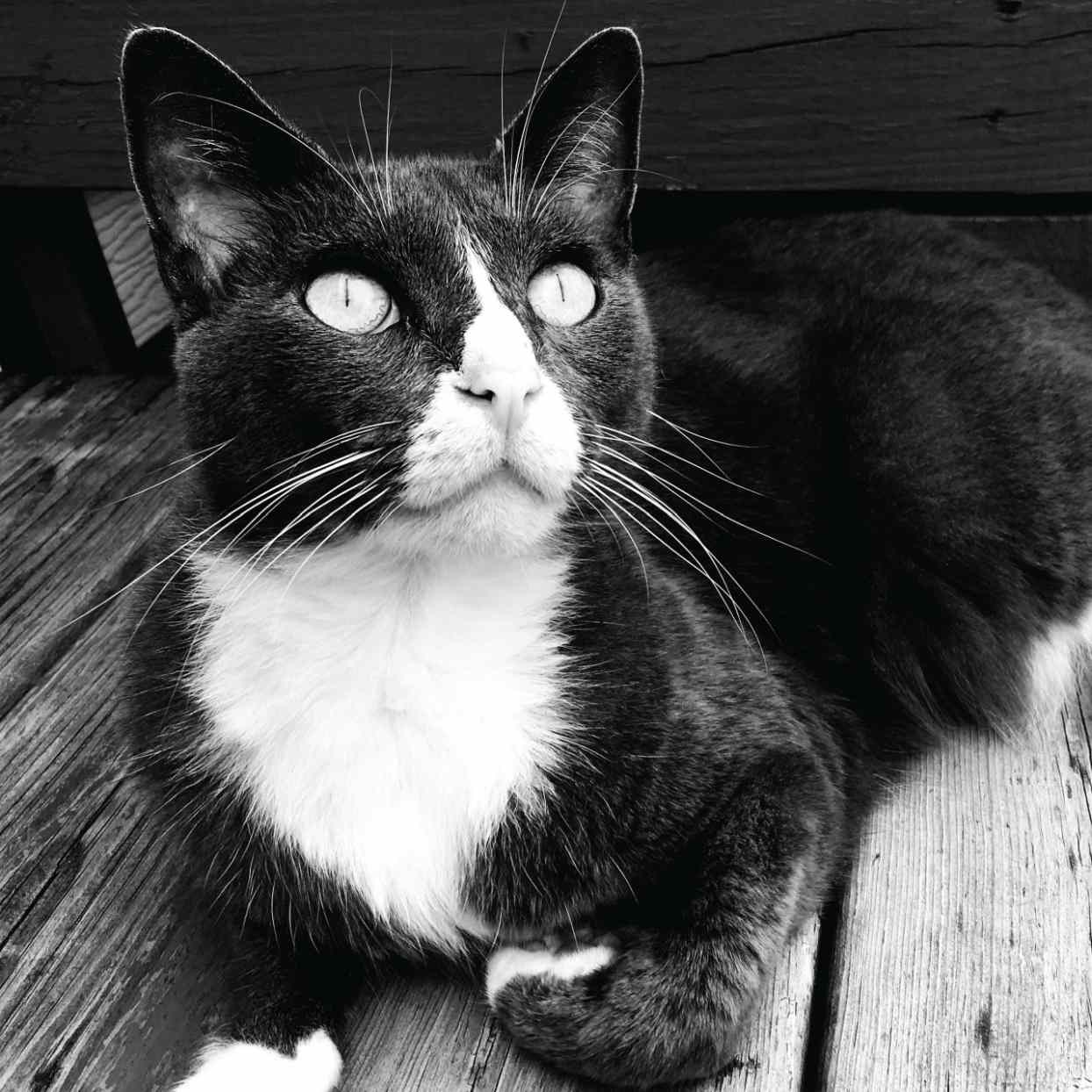 Mr. Pip the tuxedo cat