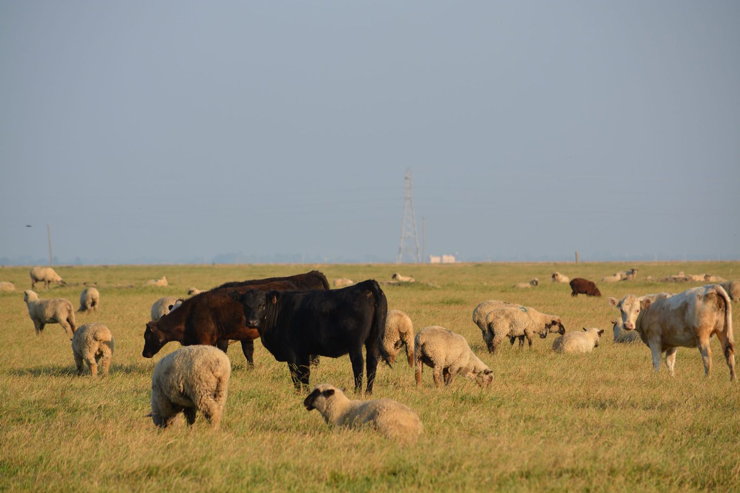 Superior Farms Cattle and Sheep