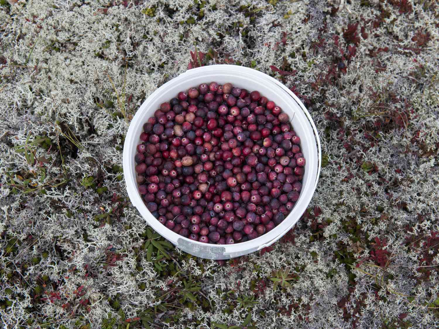 Fogo Island Cranberries in a white bucket