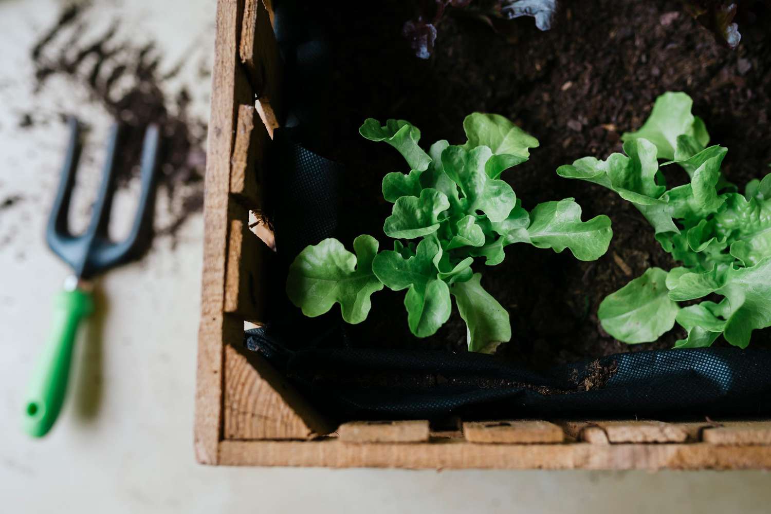 Planting lettuce in a wooden box