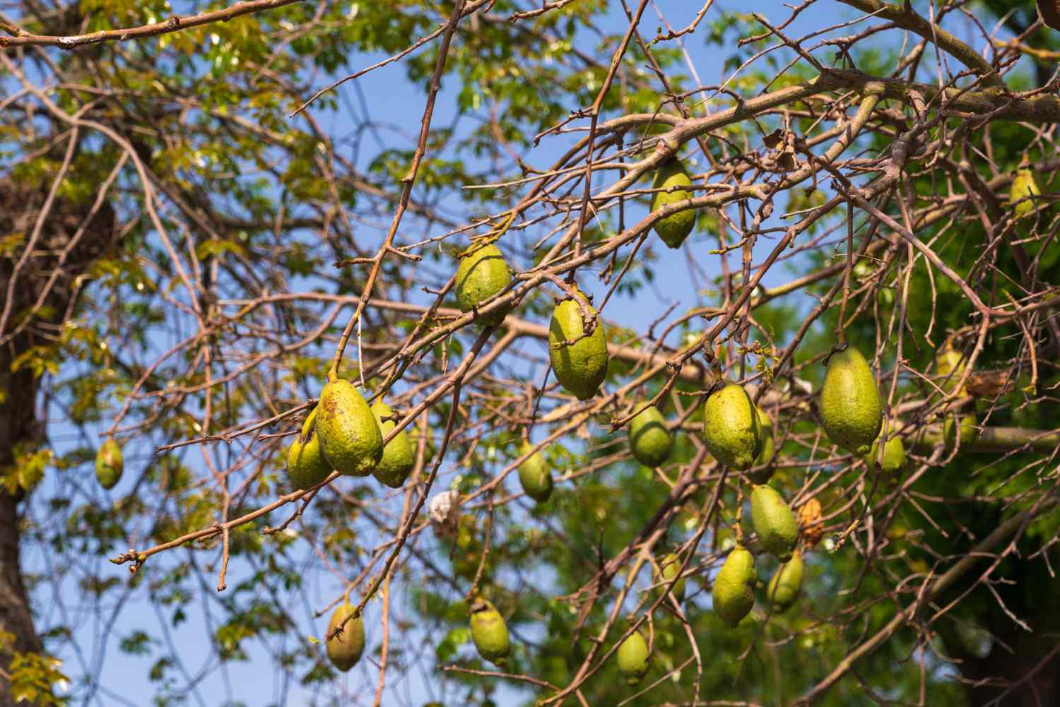 baobab fruit on tree